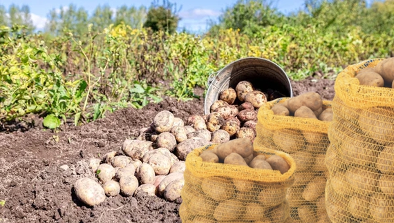 Хто перший продав, той і виграв: в яку ціну приймають картоплю на Чернігівщині