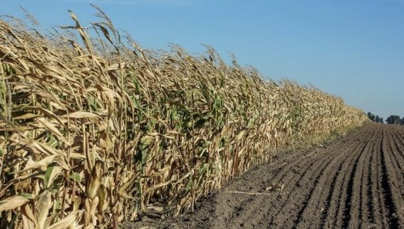 Кернел купує агрокомпанію, яка має на Чернігівщині земельний банк у тисячі гектарів